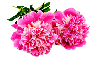 Peonies pink two