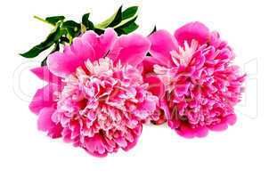 Peonies pink two