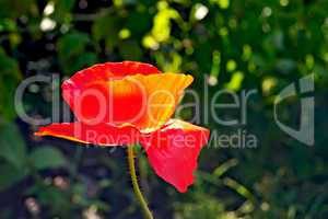 Poppies red on a background of grass