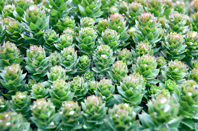 Rhodiola rosea with water drops