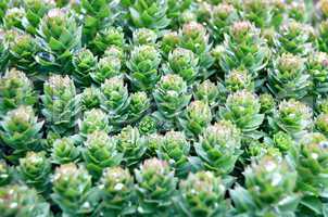 Rhodiola rosea with water drops