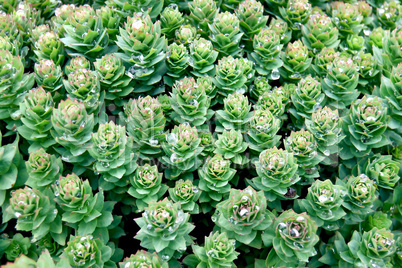 Rhodiola rosea