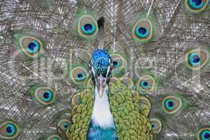 Pfau