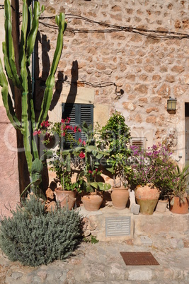 Pflanzen in Fornalutx, Mallorca