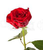 Red rose bud on white background