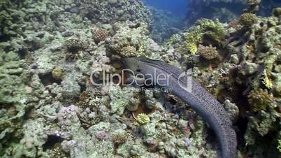 Moray on Coral Reef, Red sea