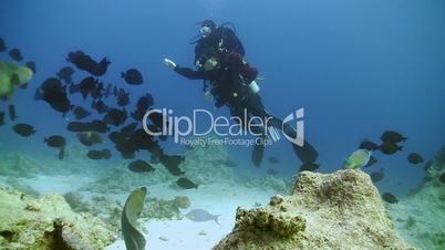 Napoleon fish and divers on Coral Reef, Red sea