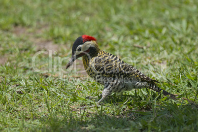 Striped Woodpecker on the Grass