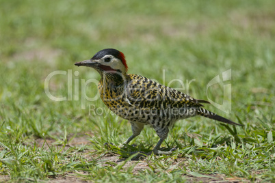 Striped Woodpecker on the Grass