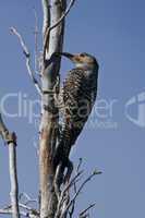 Chilean Flicker clinged to a Tree