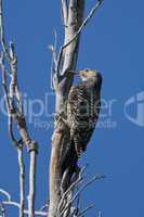 Chilean Flicker clinged to a Tree