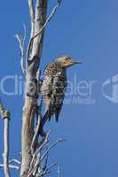 Chilean Flicker clinged to a Tree