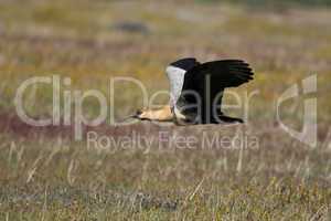 Black-faced Ibis flying