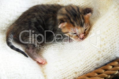 Newborn kitten