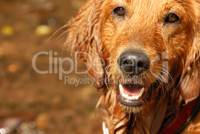 Golden retriever dog portrait
