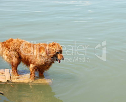 Golden retriever by water