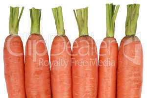 Frische Karotten, isoliert auf weiss