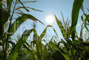 Corn growing over blue sky