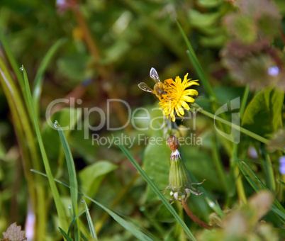 Bee on yellow flower