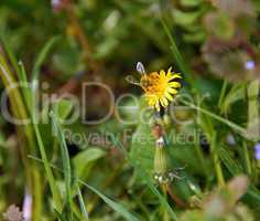 Bee on yellow flower