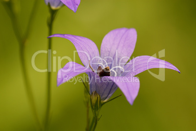 Glockenblume