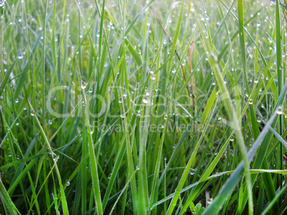 Green grass natural background