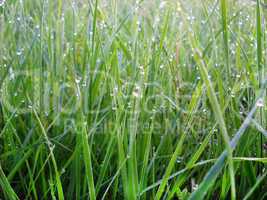 Green grass natural background