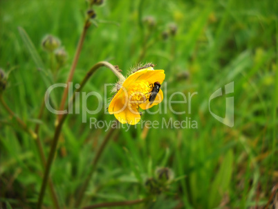 Fly on yellow flower