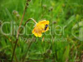 Fly on yellow flower