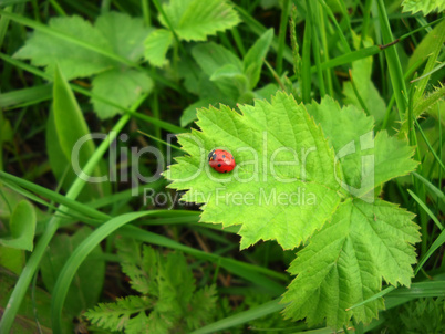 Ladybird over green leaf