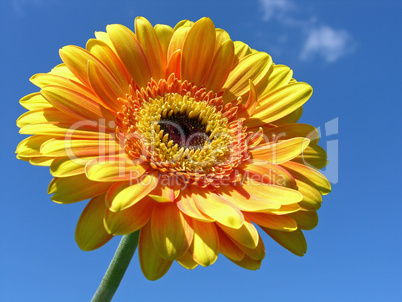 Gerbera