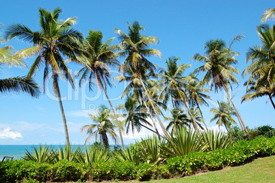 Beach, palms and turquoise water of Indian Ocean, Bentota, Sri L