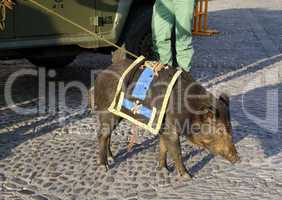 A wildboar, mascot