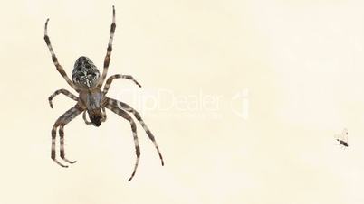 Macro shot of spider