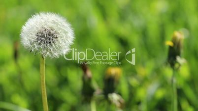 Dandelion