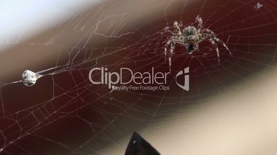 Macro shot of spider