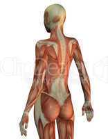 Anatomie Frau Oberkörper von hinten