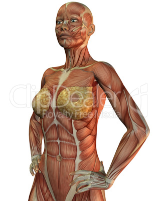 Anatomie und Muskeln einer Frau