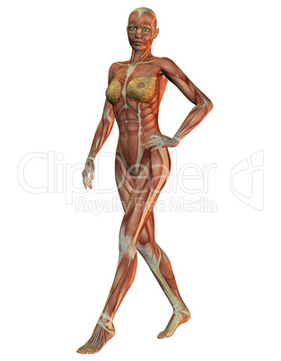 Anatomie und Muskeln der Frau beim laufen
