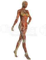 Anatomie und Muskulatur der Frau beim laufen