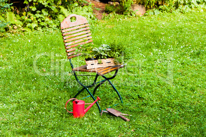 Korb mit Kräutern im Garten, basket with herbs in a garden