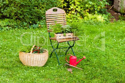 Korb mit Kräutern im Garten, basket with herbs in a garden