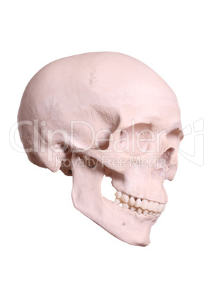 spooky cranium