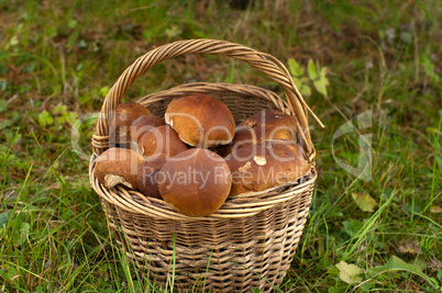 Crop of mushrooms.