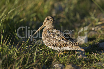 South American Snipe on the Grass