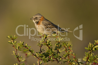 Rufous-collared Sparrow on a Branch