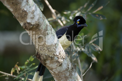 Plush-crested Jay