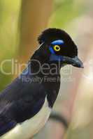 Plush-crested Jay