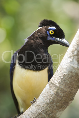 Plush-crested Jay