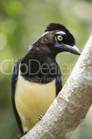 Plush-crested Jay